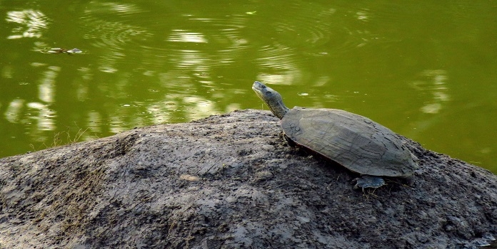 fresh water turtles