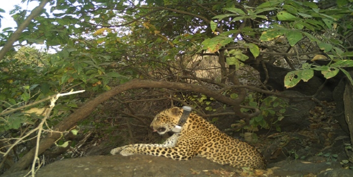 collared leopard