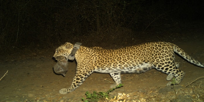leopard & cub