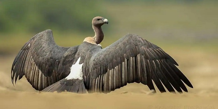 vulture transfer