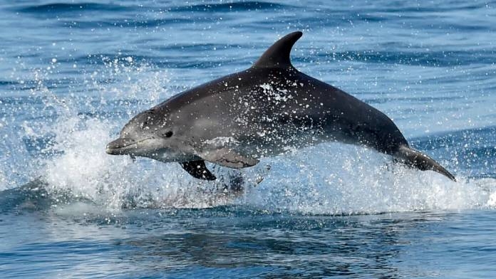 Article On Combat Dolphins