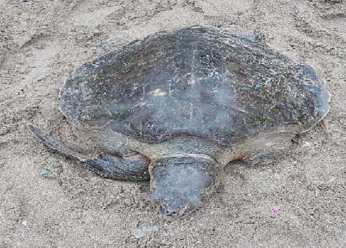 olive ridley rescue