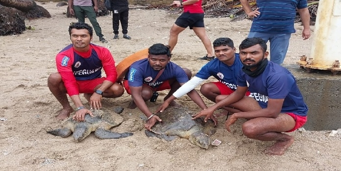 olive ridley rescue