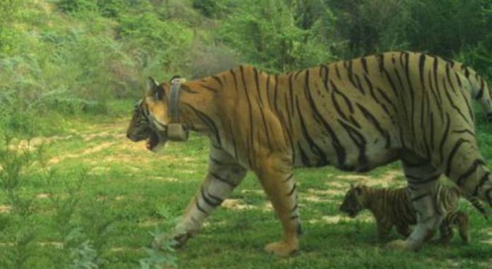 Ramgarh Vishdhari Sanctuary Tiger Reserve