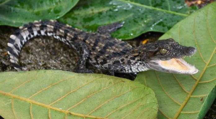 A baby crocodile in a Mumbai drain