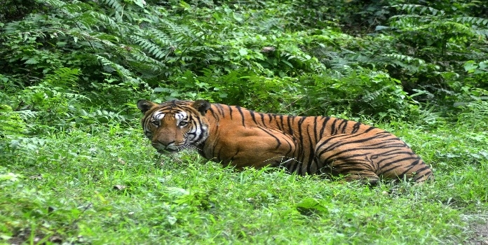 goa tiger reserve