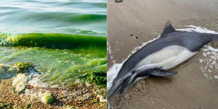 dead dolphins and sea lions amid toxic algal bloom crisis 