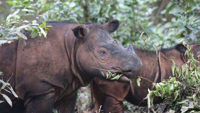 Amid government inaction Indonesia’s rhinos head toward extinction