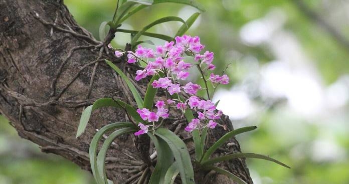 Climate change on earth impact the diversity of orchids