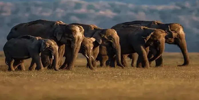 Elephant day Elephant day