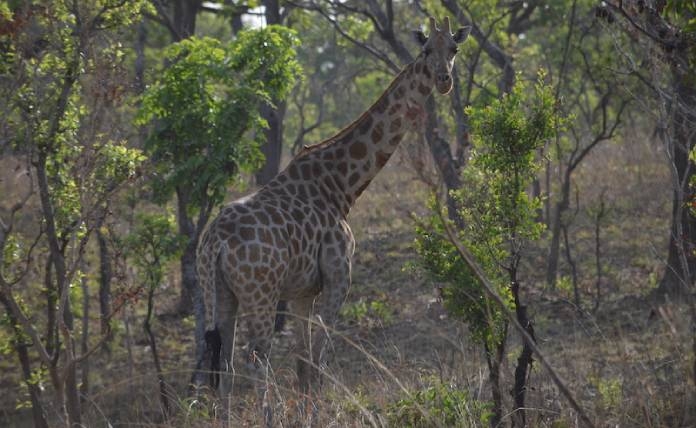 Kordofan giraffes face local extinction in 15 years if poaching continues