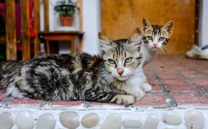 Australian government declares war on feral cats