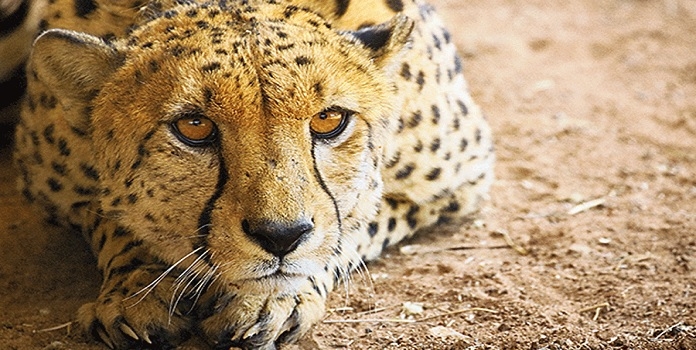 cheetah in kuno 