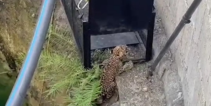 leopard recue 