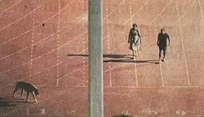 कुत्र्यासाठी मैदान रिकामे करणाऱ्या 'आयएएस'ला सक्तीची निवृत्ती!