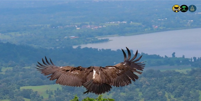 vulture rescue 