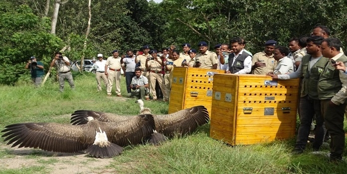 Vultures released pench 