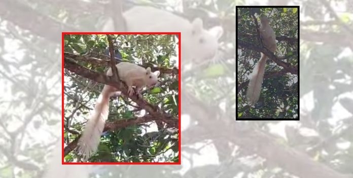 Indian Giant Squirrel