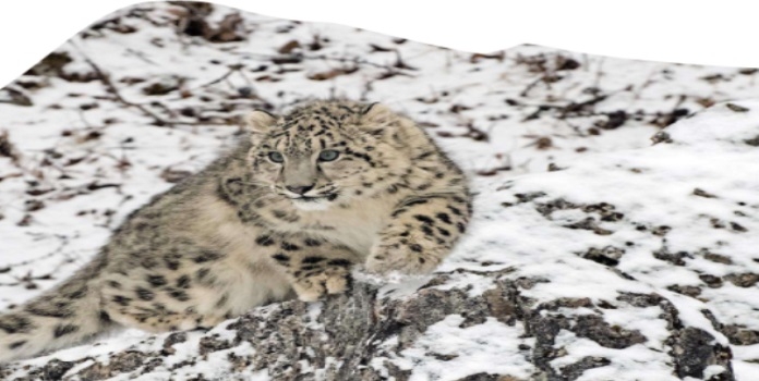 snow leopard report india