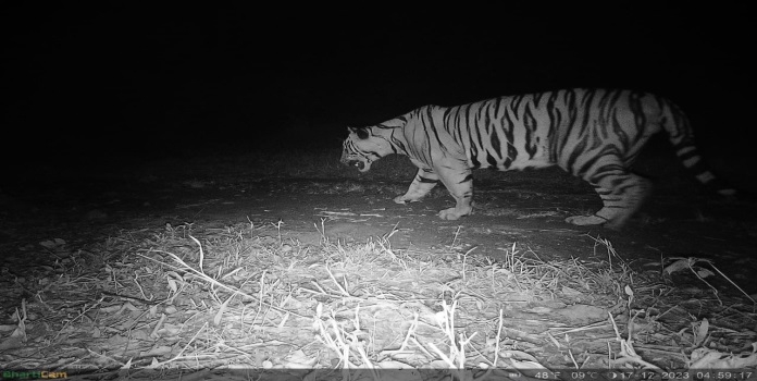 Tiger in Sahyadri