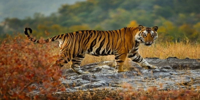 Sahyadri Tiger Reserve 