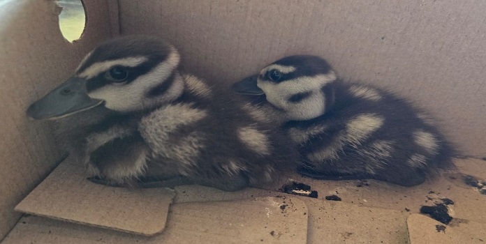 lesser whistling duck reunion