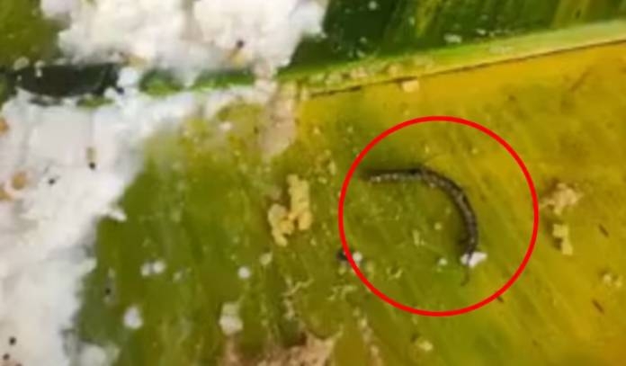 Tirupati Balaji Prasad