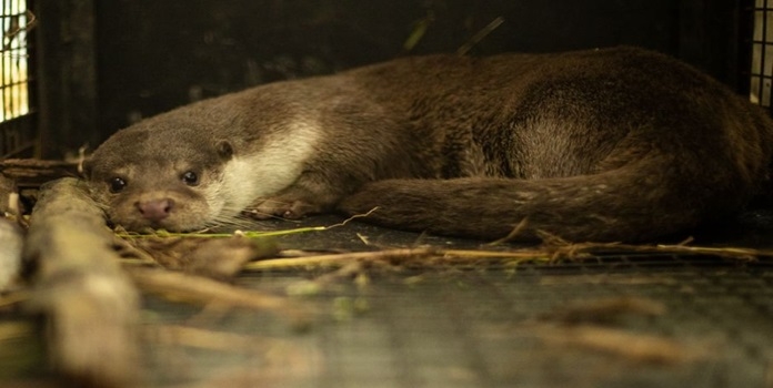 otter in pune