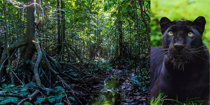 tillari biodiversity