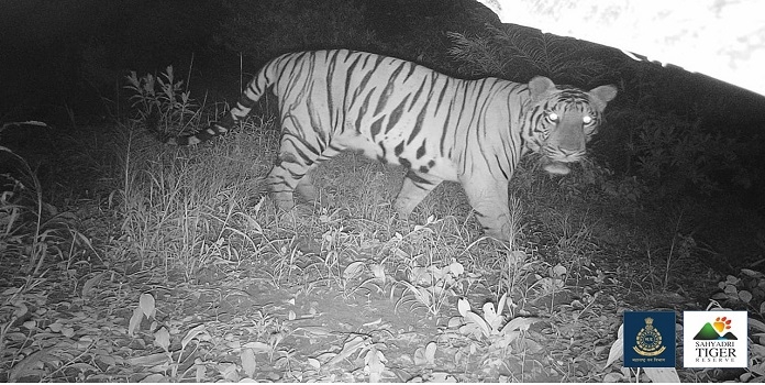 Sahyadri TR Recorded new tiger