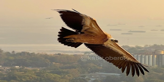 eurasian griffon vulture