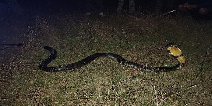 king cobra rescued from sindhudurg