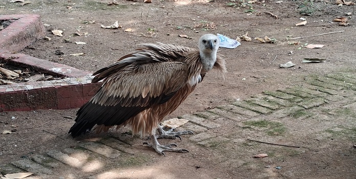 eurasian griffon vulture rescued