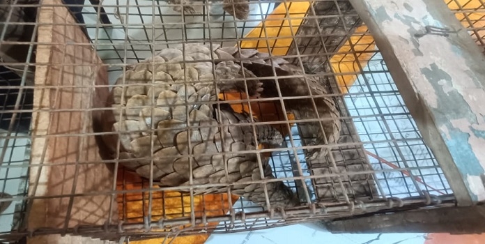 pangolin seized from konkan