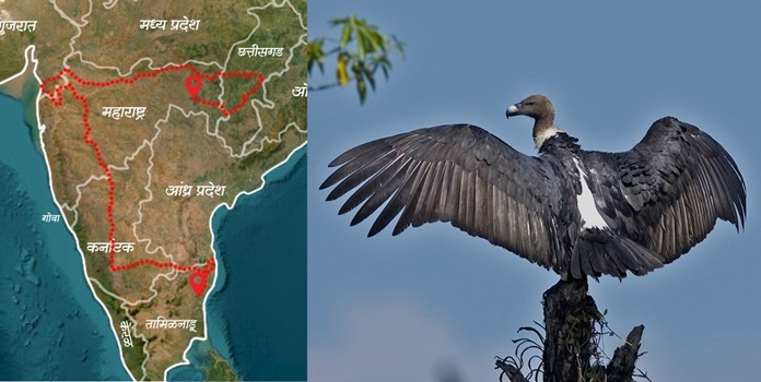 tadoba vulture