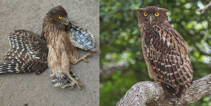 brown fish owl spotted in mumbai 