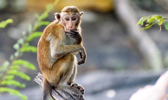 Monkey