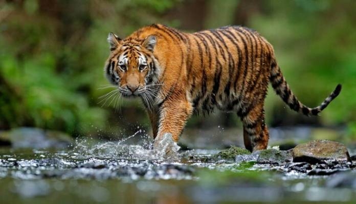 Bengal tigers
