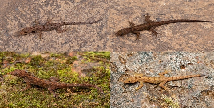 gecko in shayadri 