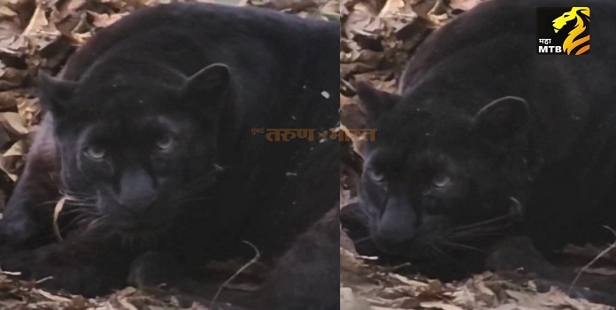 tillari black panther
