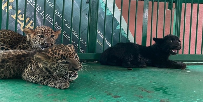 leopard cubs 