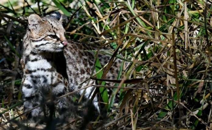 Smallest wildcat of the Atlantic Forest faces enormous threats