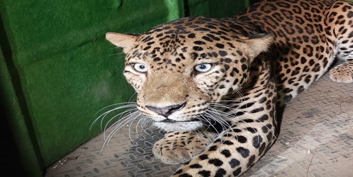 leopard