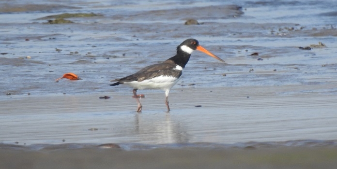 Eurasian oystercatcher