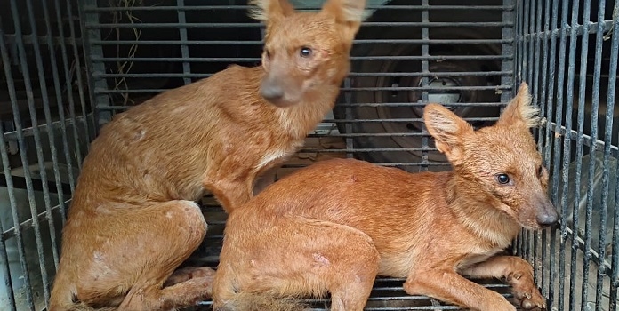 wild dog rescue