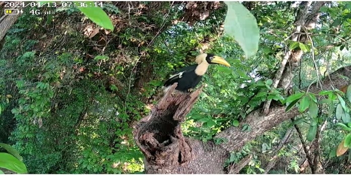 great hornbill