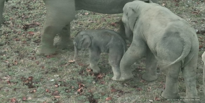 gadchiroli elephant