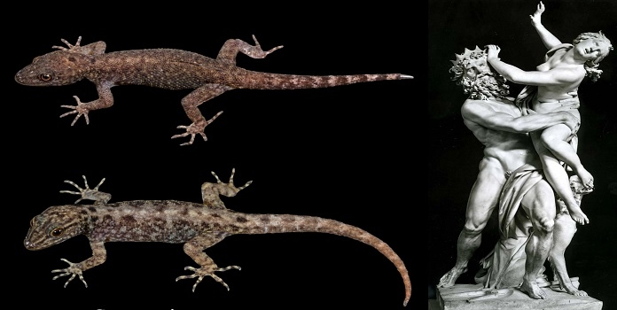 new gecko species