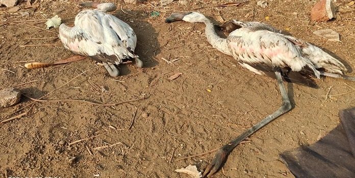 flamingo deaths