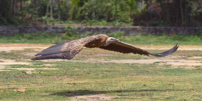 vulture release